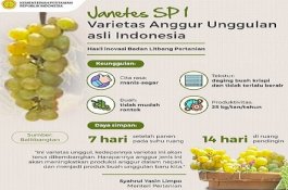 Ini Fakta Janetes SP1, Varietas Unggul Anggur Asli Indonesia