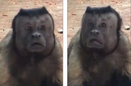 Monyet 'Berwajah Manusia' ini Sedang Mencari Istri