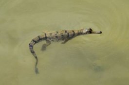 Reptil Terlangka dan Teraneh di Dunia Ditemukan di Nepal