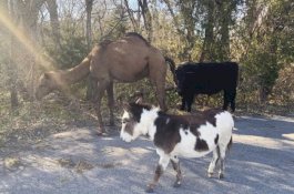 Unta, Sapi, dan Keledai Jalan Bareng di Kansas, Pertanda Apa?