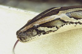 Gadis 10 Tewas Setelah Digigit Ular Berbisa di Dalam Kelas