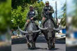 Polisi di Brazil Pakai 'Tedong' Buat Patroli