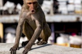 Monyet Kian Liar di India, Serang Warga Hingga Teror Anak-anak