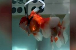 Ide Jenius, Pria Ini Buatkan 'Kursi Roda' Khusus untuk Ikan Mas yang Sulit Berenang
