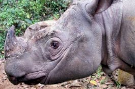 Yang Terakhir Mati karena Kanker, Badak Sumatera Punah di Malaysia