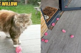 Video Kucing Tetangga Rutin Bawa Bunga Merah Muda ke Teras Wanita Ini