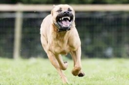 Kritis, Perempuan yang Digigit Anjing Pitbull Dioperasi