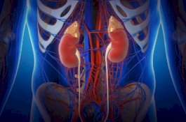 Dokter Angkat Ginjal Pasien Transplantasi, Beratnya Setara Dua Bayi