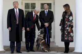 Anjing Militer yang Bantu Bunuh Pemimpin ISIS Diberi Gelar Pahlawan di Gedung Putih