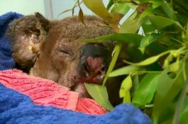 Koala yang Diselamatkan dari Kebakaran Hutan Australia Telah Mati