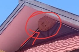 Untung Tak Ada Korban, Setahun Sarang Tawon di Kantor Dinas Pariwisata Baru Dimusnahkan