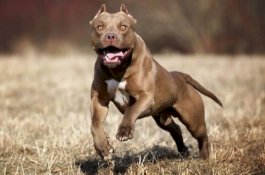 Anjing Pitbull yang Gigit Warga Hingga Kritis Disuntik Mati?