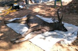 Rusa Mati Dibelah Perutnya, Isinya 7kg Sampah Plastik