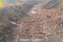 Gadis 9 Tahun Tewas Diterkam Dua Anjing Saat Berjalan ke Sekolah