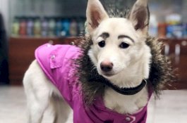 Lihat Anjing Ini, Punya Alis Cetar Layaknya Manusia Lho