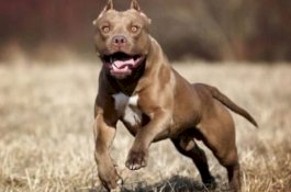 Pemilik Anjing Pitbull Wajib Lapor di Polsek Rappocini