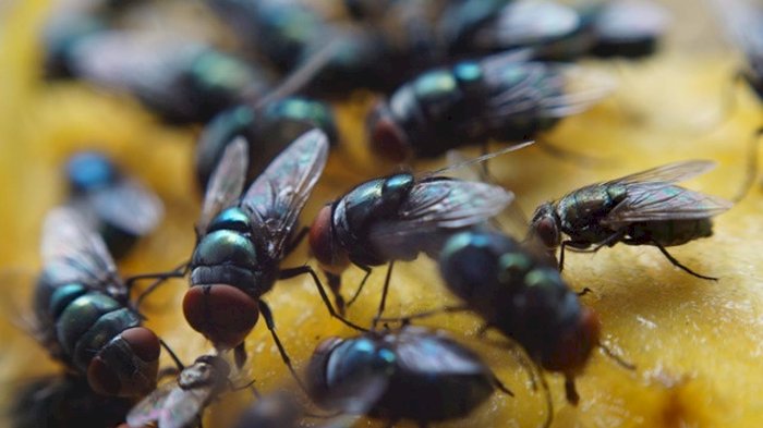 Ini 21 Cara Mengusir Lalat Di Rumah Yang Ampuh Cepat Dan Alami