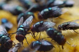 Ini 21 Cara Mengusir Lalat di Rumah yang Ampuh, Cepat, dan Alami