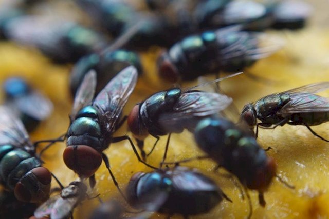 Ini 21 Cara Mengusir Lalat Di Rumah Yang Ampuh Cepat Dan Alami Ini 21 Cara Mengusir Lalat Di Rumah Yang Ampuh Cepat Dan Alami
