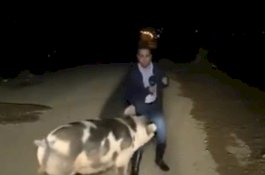 Video Viral, Reporter TV Digigit Babi saat Sedang Siaran Langsung