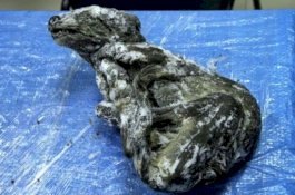 Ilmuwan Terkejut, Bangkai Anjing Berusia 18.000 Tahun Ditemukan Masih Utuh di Rusia