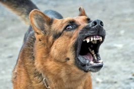 Tak Peduli Lemparan Batu, 2 Anjing Terkam Leher Siswi 9 Tahun Hingga Nyaris Putus