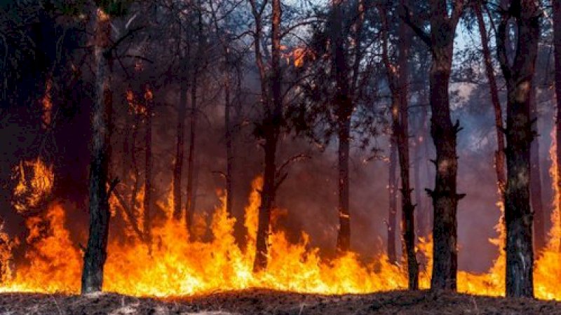 Menteri Lingkungan Hidup Segel 80 Perusahaan Pembakar Hutan