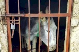 Polisi Meksiko Penjarakan Keledai karena Mengamuk di Kota