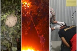 Sodok Sarang Tawon, Petugas Damkar Tersengat di Leher Belakang