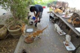 Kisah Nenek 77 Tahun yang Hidup Bersama 40 Kucing