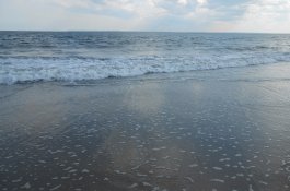 Mayat Tanpa Kepala Ditemukan di Pantai, Tangan dan Kakinya Juga Hilang