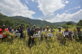 IDP Panen Raya bersama Warga Salu Seba