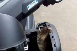 Tak Sengaja Lindas Ekornya, Pemuda Ini Dikejar Ular Kobra 2 Kilometer