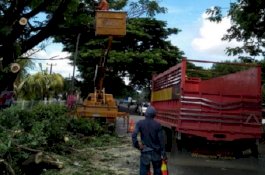 Antisipasi Ranting Jatuh Saat Hujan, Bupati Gowa Intsruksikan Pangkas Dahan Tua