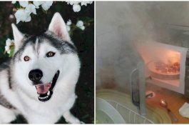 Anjing Nyalakan Microwave, Rumah Nyaris Terbakar