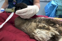 Terlalu Sering Kawin, Penis Bebek ini Terinfeksi dan Terpkasa Dihilangkan