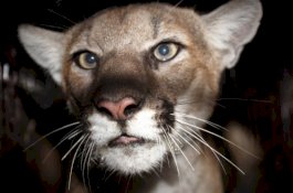 Berupaya Selamatkan Anjingnya, Wanita ini Meninju Singa Gunung