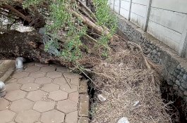 Pohon Tumbang di Samping Kantor Bupati Gowa, Camat Somba Opu Ungkap Penyebabnya