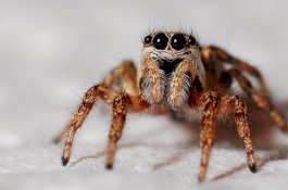 Mengeluh Telinga Gatal, Ternyata Ada Laba-Laba Terjebak