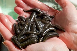 Bocah Ini Koma Usai Lintah Masuk ke Duburnya