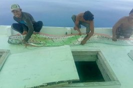 Nelayan Selayar Tangkap Oarfish, Ikan 'Pertanda' Gempa dan Tsunami