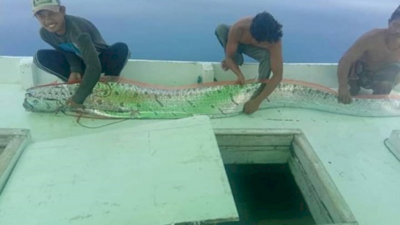 Tiga nelayan sedang berada di kapal memegang ikan Oarfish