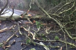Pohon Tumbang Timpa Pengendara Sering Terjadi di Gowa