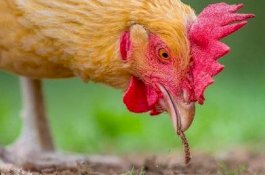 Guru Ini Barter Kenikmatan Seksual dan Ayam dengan Nilai Ujian Bagus