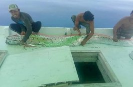 Penemuan Ikan Oarfish di Selayar, Kadis Perikanan: Tak Ada Salahnya Kita Waspada