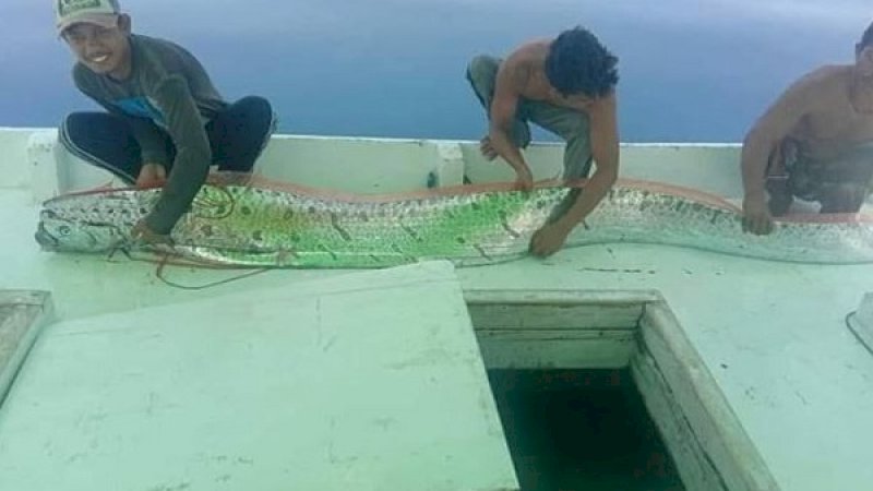 Ikan Oarfish yang ditangkap nelayan di Kabupaten Kepulauan Selayar.
