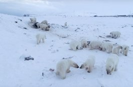 Desa Rusia Dikepung oleh Puluhan Beruang Kutub yang Kelaparan