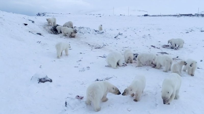 The Siberian Times