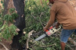 Sebelum Tumbang, Pohon yang Timpa Pengendara di Gowa Ternyata Ada yang Bakar