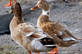 Ketagihan Kawin, Alat Kelamin Bebek Jantan di Inggris Diangkat karena Infeksi